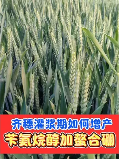 小麦齐穗期和灌浆期用什么增产提质 小麦增产必备三件套，粮大侠膨大剂加有机螯合硼加磷酸二氢钾，实惠好用靠得住#小麦 #小麦种植 #小麦增产 #农资肥料 #农业种植