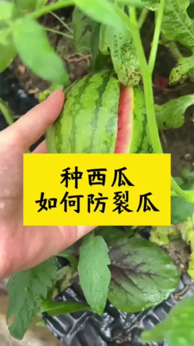 种西瓜如何防裂瓜#西瓜种植 #种西瓜 #西瓜裂瓜 #西瓜种植技术 #大棚西瓜