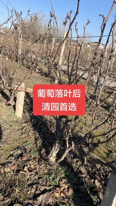 葡萄落叶后，清园首选配方，清园更彻底#葡萄落叶#葡萄清园#葡萄种植 #葡萄病害