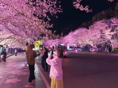 这么漂亮的樱花 当然要分享给最美丽的女孩子来看啦.#樱花🌸 #樱花