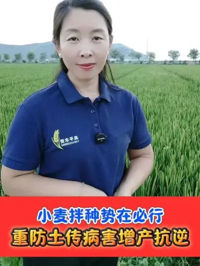解决小麦死穗白穗必须进行拌种 四元复配加强版小麦专用拌种剂，一套拌种50斤#小麦拌种剂 #小麦种植 #小麦 #农资肥料 #农业种植