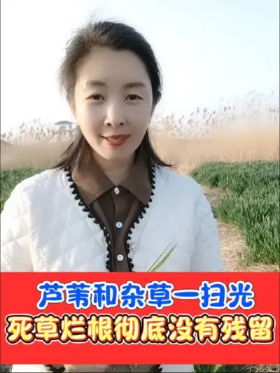 芦苇杂草一扫光 除草烂根组合，一套一桶水打匀打透，烂根彻底不反弹，不影响下茬种植#农资肥料 #三农种植 #除草剂 #除草 #芦苇烂根