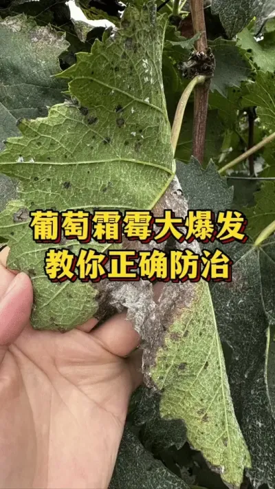 葡萄霜霉大爆发，教你正确防治#葡萄种植