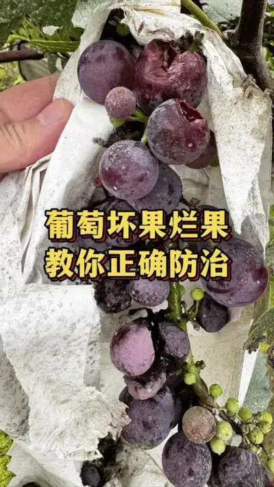葡萄坏果烂果，教你正确防治#优质农产品 #果园种植 #三农种植