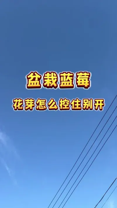 催出来的花芽怎么让它憋住别那么快开&hellip;&hellip;#楼顶果园 #家庭盆栽 #蓝莓