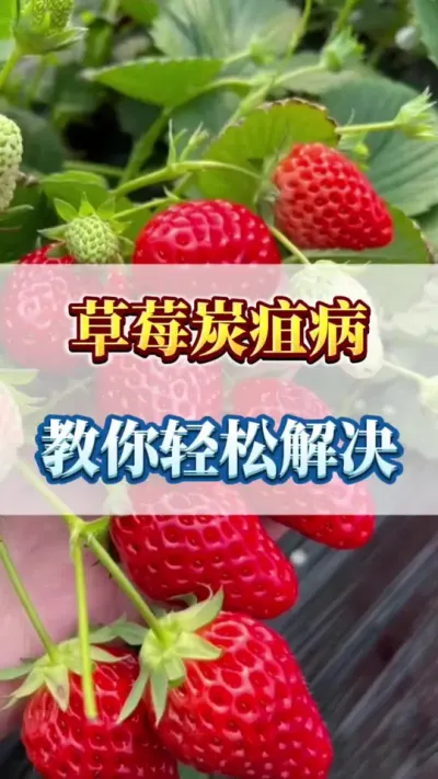 草莓炭疽病，教你轻松解决#草莓育苗 #病害防治 #草莓种植
