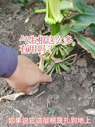 #玉米根系#气生根 #种草激励计划 气生根扎到地里才有用，不是越多越好。