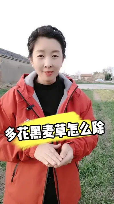 小麦田多花黑麦草识别与防除 #小麦种植 #小麦除草剂 #小麦管理 #多花黑麦草 #农资肥料