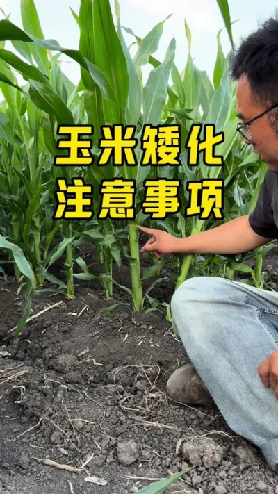 玉米矮化注意事项 1，玉米矮化什么时候打？2，如何选择玉米矮化剂？3，打矮化注意哪些细节？#服务三农支持三农 #农业种植 #种植小技巧