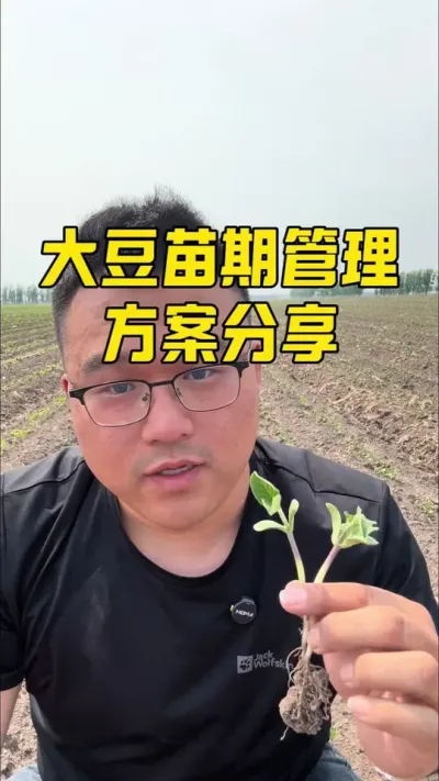 大豆苗期管理方案 #新农人计划 #农业技术