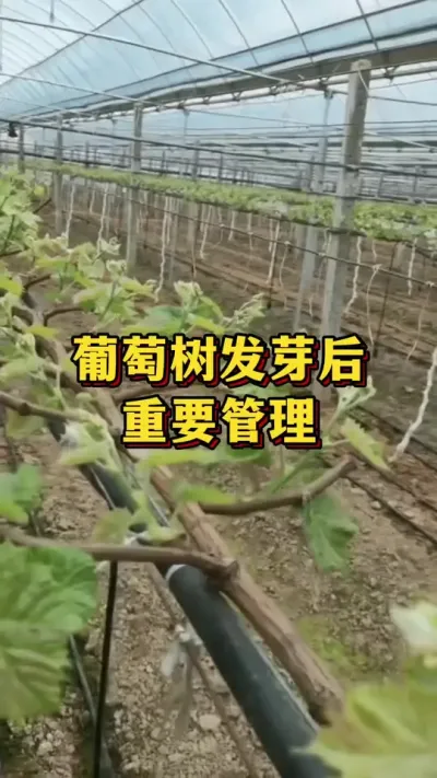 葡萄树发芽后，重要管理#优质农产品 #农业种植 #葡萄种植
