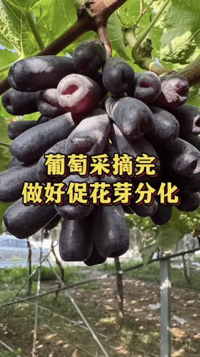 葡萄采摘完，做好促花芽分化#优质农产品 #三农 #葡萄