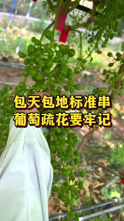 包天包地标准串，葡萄疏花要牢记#农业种植 #三农 #抖音新农人