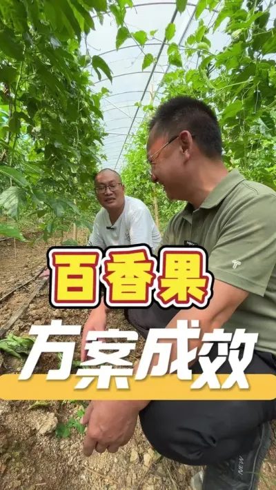 全程使用我们的栽种管理方案，来听听老板使用反馈。#百香果#农业技术推广#农业种植#三农