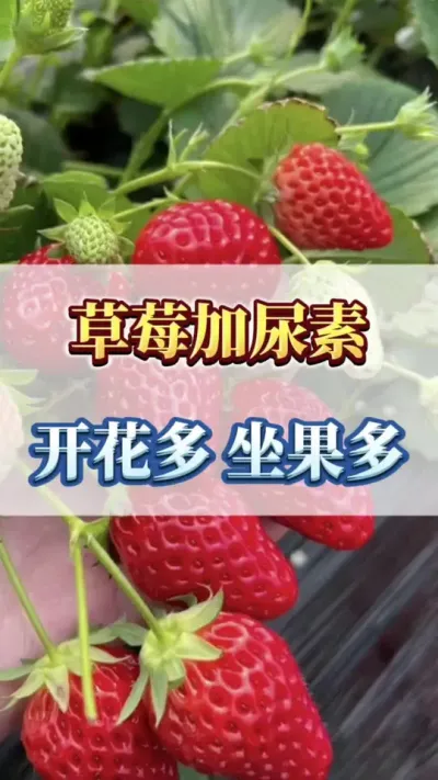 草莓加尿素，开花多，坐果多#三农 #优质农产品 #草莓种植
