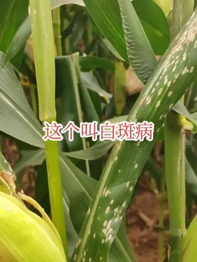 #抖音美好丰收节 #中国农民丰收节 #抖音新农人 这病害在东北除了辽宁还不常见，认识一下，这个叫白斑病。一般除了辽宁其它区域只是单株出现，还不传染，没事。