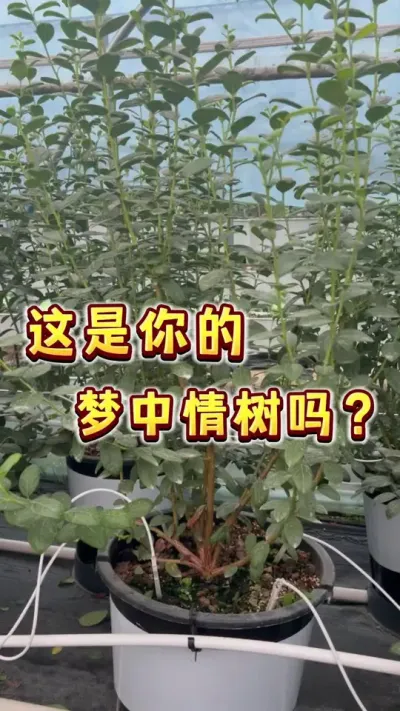 这是你的蓝莓梦中情树吗？蓝莓树形培养成这样，迷糊不？#盆栽蓝莓#蓝莓 #家庭种植 #盆栽果树 #内容启发搜索