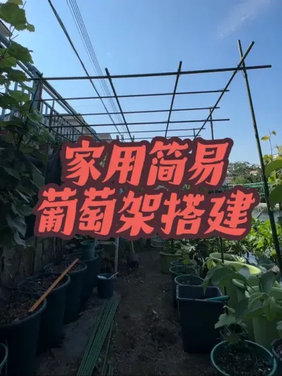 家用简易葡萄架搭建，使用包塑钢管作为主要材料，给几棵盆栽寒香蜜搭建葡萄架子。#葡萄架#盆栽葡萄