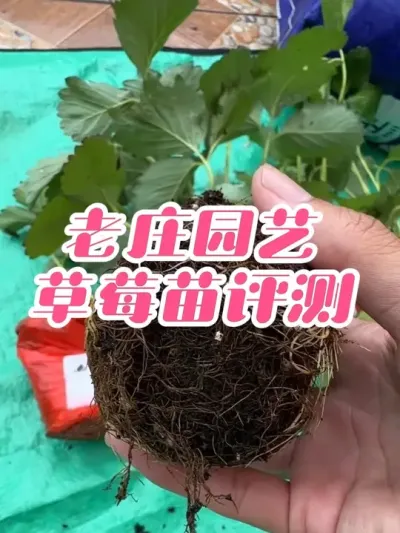 老庄园艺草莓苗评测，跟上一批购买的梦之源草莓对比起来怎么样？#草莓苗开箱#草莓苗定植