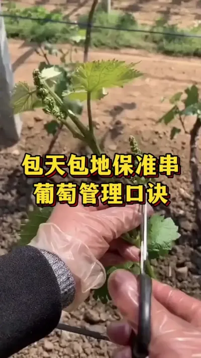包天包地标准串，葡萄管理口诀#农业种植 #三农 #农业种植