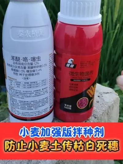 小麦加强版拌种剂防白穗死穗苗齐苗壮 一组拌种五十斤，四元复配加强版拌种剂#小麦种植 #小麦拌种剂 #拌种剂 #农资肥料 #农资店