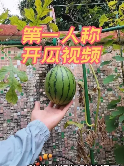 盆栽的小西瓜熟了，第一人称开个瓜看看？#盆栽小西瓜