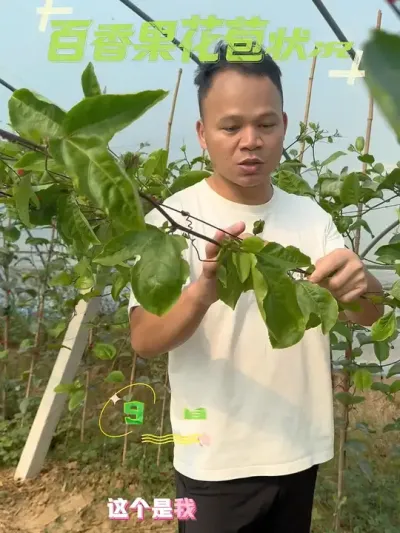 9月下种的百香果花苞很连贯#农业技术推广 #果园管理 #种植技术 #技术分享 #新农人计划