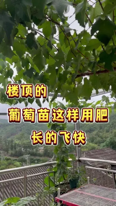 葡萄小苗这样用肥，根系好，长的飞快～上个月定植的小苗，现在可以打顶上架了！#盆栽葡萄#葡萄#家庭种植 #三农 #内容启发搜索
