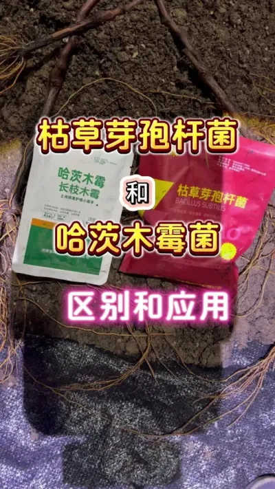 枯草芽孢杆菌个哈茨木霉菌的区别和应用，你真的了解怎么用它们吗？#枯草芽孢杆菌 #盆栽果树 #家庭种植 #楼顶果园 #内容启发搜索
