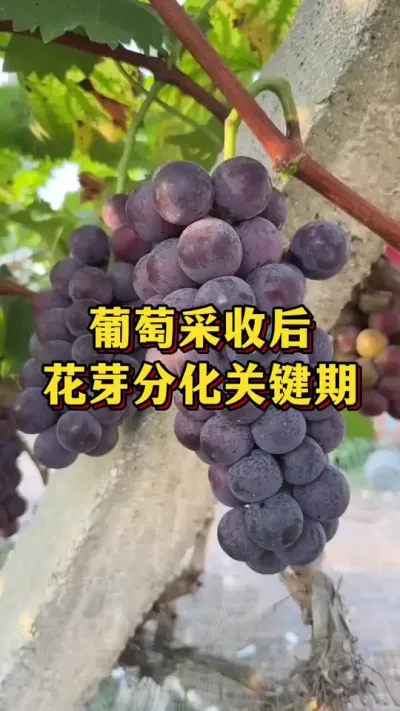 葡萄采收后，花芽分化关键期#农业种植 #优质农产品 #三农