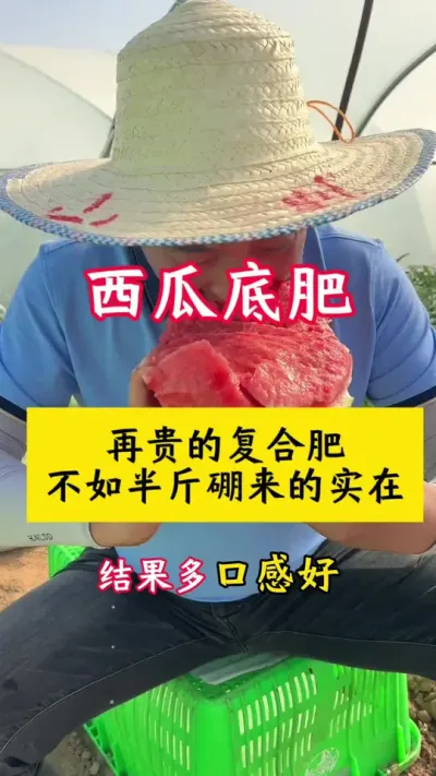 #西瓜种植#西瓜种植技术#大棚西瓜#西瓜底肥 #种西瓜
