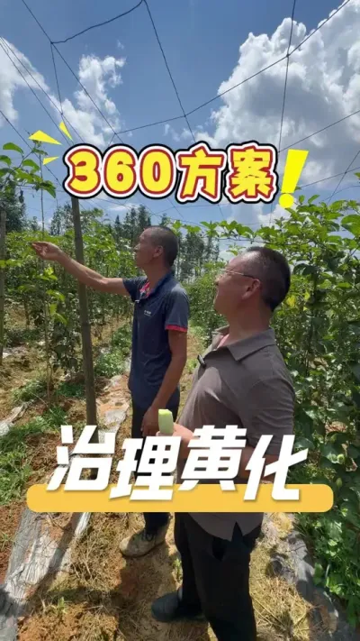 360方案治理百香果黄化龙头的典例，一起来看看。#百香果#农业种植#农业技术推广#三农