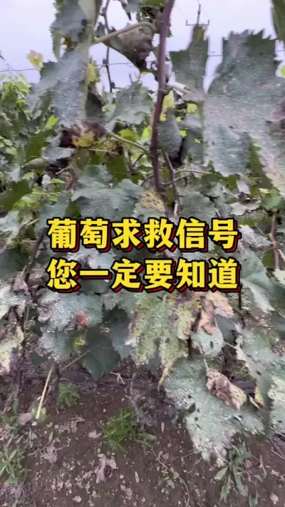 葡萄求救信号，您一定要知道#优质农产品 #农业种植 #三农