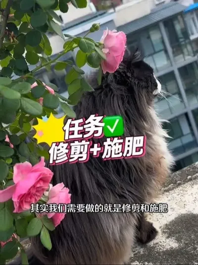 月季开败后如何管理才能第二次爆花？只需做好修剪和施肥！#月季养护 #月季修剪 #月季施肥  #阳台种菜#种植小技巧