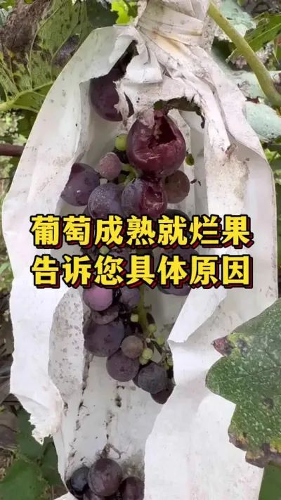 葡萄成熟就烂果，告诉您具体原因#农业种植 #优质农产品 #三农