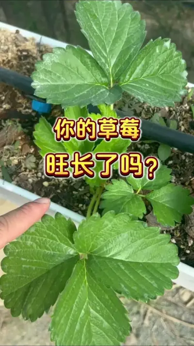 你的草莓旺长了吗？#盆栽草莓 #种草莓 #家庭种植 #种植小技巧 #楼顶果园