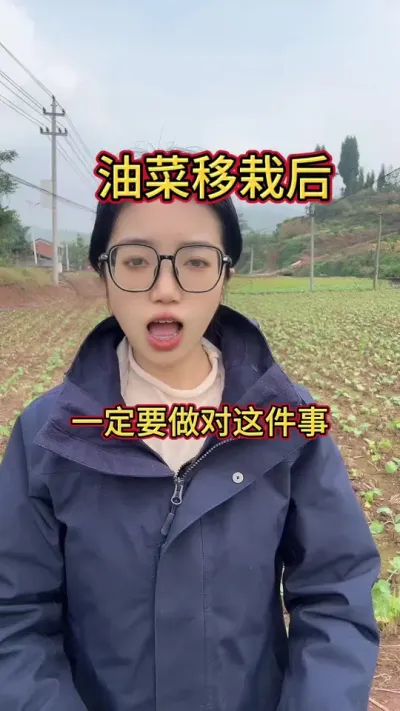 油菜移栽后不要放松警惕！幼苗期是关键！#农业种植 #油菜种植