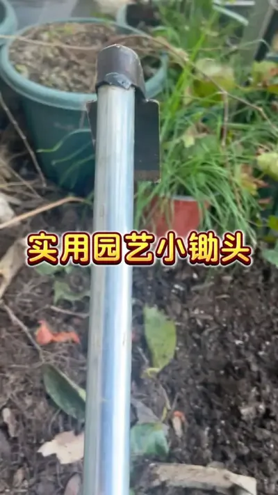 你想想一下你有什么地方能用到这个小锄头，告诉我🤭#楼顶果园 #盆栽果树#田园生活 #园艺工具 #小菜园