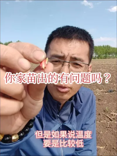 #来抖音学农技#2025新农人计划#有根无芽 见苗3分喜，出苗异常真闹心，粉籽，有根无芽，有芽无根，土中放叶，这些都是什么原因呢。