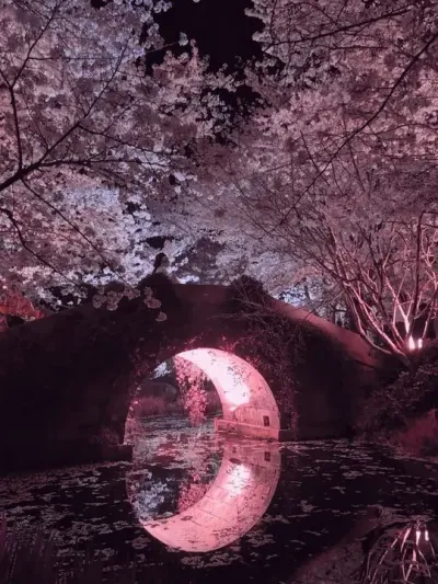 这么漂亮的樱花 一定会艾特最漂亮的她来看.#樱花🌸 #樱花