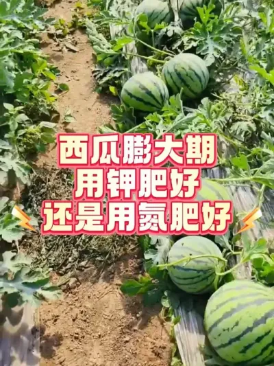 #西瓜种植 #增产增收才是硬道理 #种西瓜