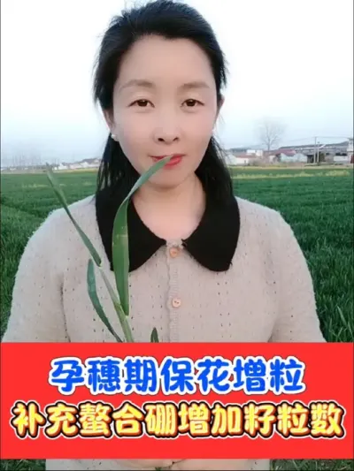 小麦孕穗期至灌浆期巧用螯合硼增加籽粒数 满壳宁有机螯合硼，一瓶十亩地，厂价直销，小麦油菜水稻增产必备#小麦 #小麦种植 #农资肥料 #小麦种植管理技术 #抖音助农