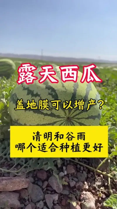 #西瓜种植#种西瓜#西瓜种植技术 #西瓜管理
