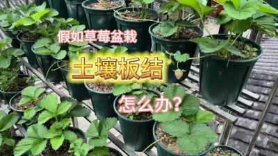 草莓盆土板结结块的话怎么办？#楼顶果园 #dou来一起种草莓 #记录我的种植生活
