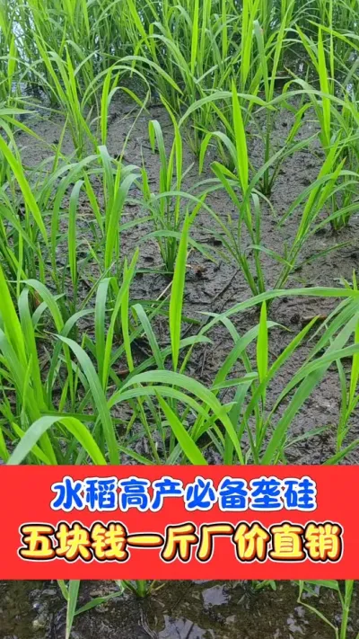 水稻高产必备垄硅五块钱一斤厂价直销 水稻促蘖抗倒就用垄硅#水稻 #水稻种植 #水稻高产技术 #垄硅 #农资肥料