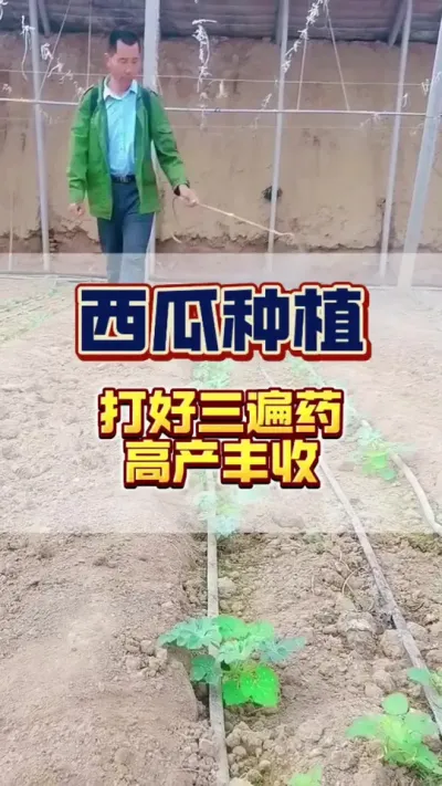 #西瓜种植 #增产增收才是硬道理 #农业技术推广 #生根壮苗 #病虫害防治