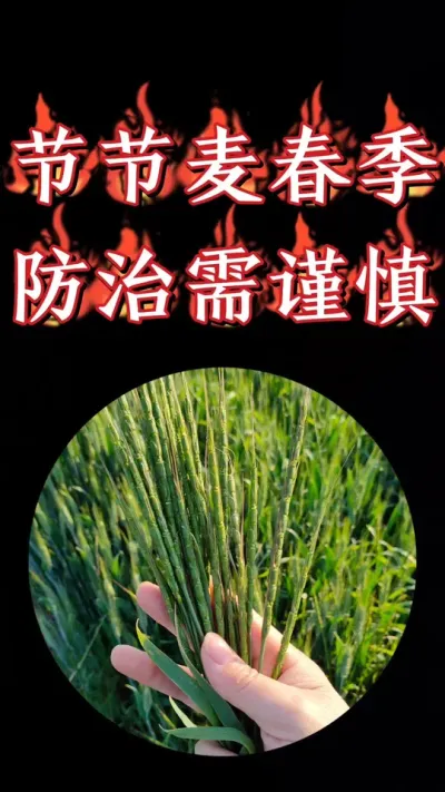 春季小麦田如何正确防治节节麦#三农种植 #农资肥料 #小麦 #小麦种植 #小麦除草剂
