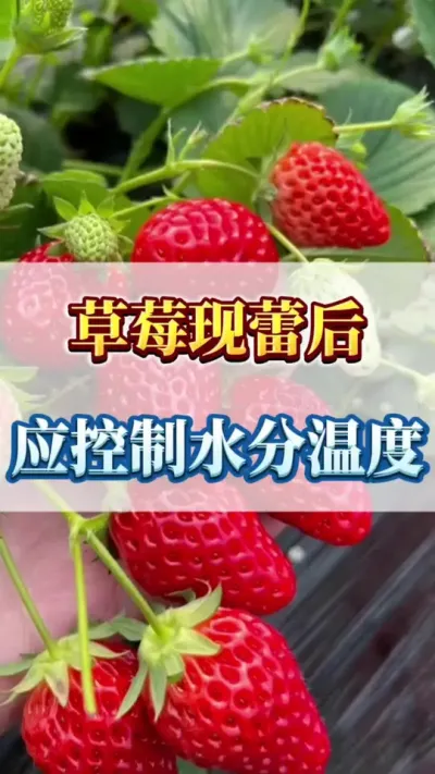 草莓现蕾后，应控制水分温度#种植草莓全过程 #草莓苗繁育基地 #蓝莓苗基地