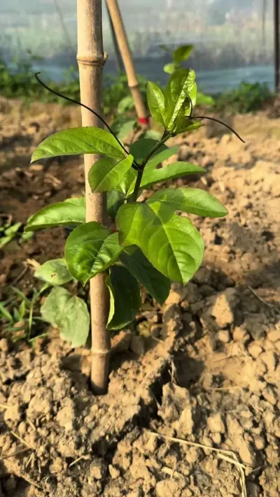冷天气对百香果的危害很大#果园管理 #技术分享 #农业知识 #种植技术 #种百香果