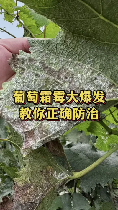 葡萄霜霉大爆发，教你正确防治#农业种植 #优质农产品 #三农种植